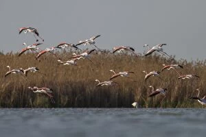Flamingos Gallery: Greater Flamingo  landing on marsh  Castile-La