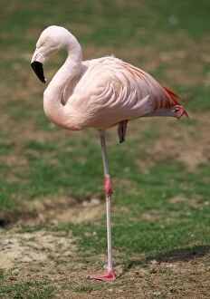 Greater Flamingo - on one leg