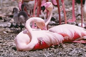 Sheltering Collection: Greater Flamingo LHB 105 With chick Phoenicopterus ruber © Leslie Brown / ardea.com