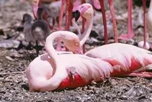 Sheltering Prints: Greater Flamingo LHB 105 With chick Phoenicopterus ruber © Leslie Brown / ardea. com