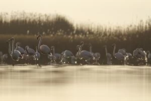 Flamingos Gallery: Greater Flamingo  on marsh  Castile-La Mancha, Spain