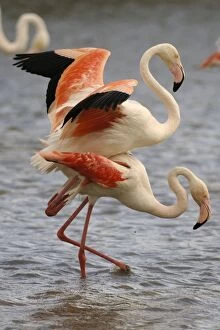 Greater Flamingo - mating
