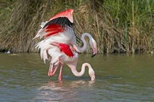 Images Dated 28th April 2011: Greater Flamingo - mating in water