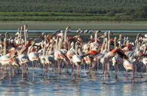 Flamingos Gallery: Greater Flamingo - nervous at the Laguna de Fuente
