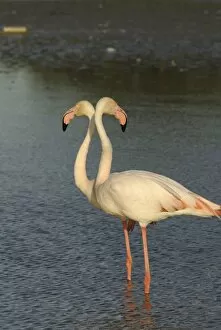 Greater Flamingo - pair