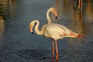 Images Dated 18th May 2007: Greater Flamingo - pair - Camargue - France