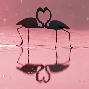 Valentine Prints: Greater Flamingo - Pair kissing - evening at the Laguna de Fuente de Piedra near the town of Antequera