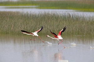 Images Dated 6th May 2010: Greater Flamingo - pair taking flight from lagoon