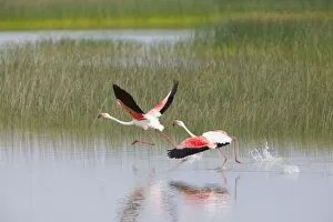 Greater Flamingo - pair taking flight from lagoon