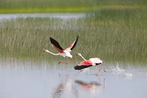 Lagoons Prints: Greater Flamingo - pair taking flight from lagoon - Southern Spain