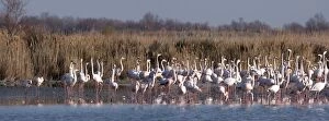 Images Dated 15th February 2008: Greater Flamingo - Panorama