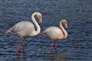 Greater Flamingo, Parc Ornithologique de