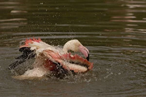 Wetlands Gallery: Greater Flamingo (Phoenicopterus ruber)