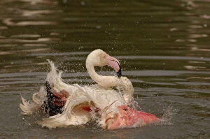 Images Dated 18th June 2010: Greater Flamingo (Phoenicopterus ruber)