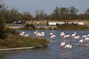Images Dated 10th April 2008: Greater Flamingo. Pont de Gau Park - Saintes Maries de la Mer - France