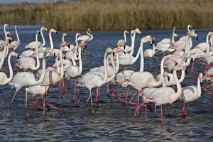 Images Dated 10th April 2008: Greater Flamingo. Pont de Gau Park - Saintes Maries de la Mer - France