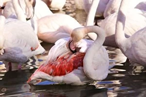 Images Dated 26th December 2005: Greater Flamingo - preening. Saintes Maries de la Mer - Carmague - France