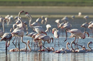 Greater Flamingo - quarrel between two birds while