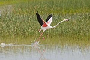 Flamingos - at Lagoon
