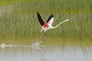 Lagoons Prints: Greater Flamingo - single adult taking flight from lagoon - Southern Spain