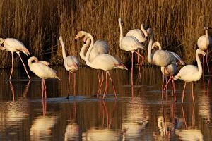 Greater Flamingo - standing in water