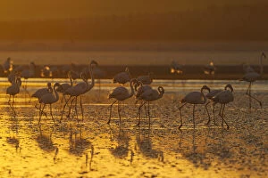 Greater Flamingo - at sunset at the Laguna de Fuente