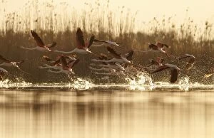Flamingos Gallery: Greater Flamingo  taking off from marsh  Castile-La