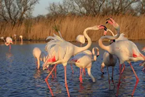 Greater Flamingo - two. Pont-de-Gau ornithological park - Saintes Maries de la Mer - Camargue - Bouches du Rhone - France