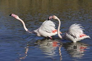 Greater Flamingo - two in water