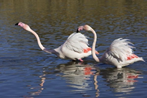 Greater Flamingo - two in water Greater Flamingo - two in water