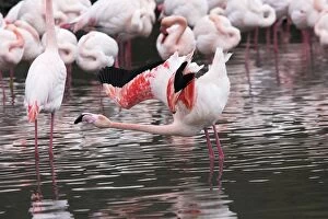 Greater Flamingo - in water, aggressive posture