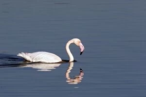 Images Dated 15th January 2005: Greater Flamingo - in water. El Rocio - Coto Donana National Park - Spain
