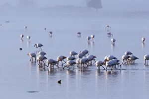 Greater Flamingo - in water feeding