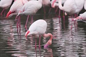 Images Dated 24th December 2005: Greater Flamingo - in water. Saintes Maries de la Mer - Camargue