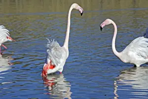 Greater Flamingo - two in water. Saintes Maries de la Mer - Carmague - France