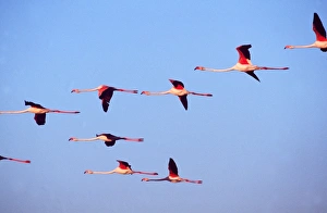 GREATER FLAMINGO - x eight, flock in flight