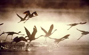 Greater Flamingoes CRH 929 Taking off from the steamy hot spring waters of a rift valley soda lake Lake Bogoria, Kenya Phoenicopterus ruber &copy; Chris Harvey / ardea. com