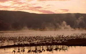 Flamingo Prints: Greater Flamingoes CRH 936 Feeding from the steamy hot spring waters of a rift valley soda lake Lake Bogoria