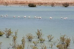 Images Dated 27th August 2012: Greater Flamingoes - in mangrove lagoon