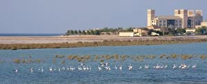 Mangrove Gallery: Greater Flamingoes - in mangrove lagoon by hotel