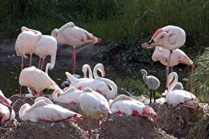 Greater Flamingoes - Nesting