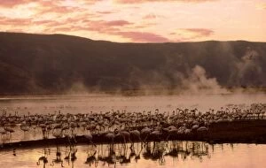 Greater Flamingos - feeding at the steamy hot spring waters of a