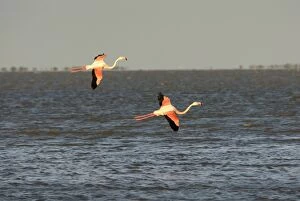 Greater Flamingos - in flight