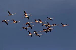 Greater Flamingos in flight, Camargue region
