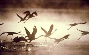Greater Flamingos - taking off from the steamy hot spring waters of a