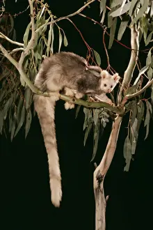 Greater Glider JPF 5110 Light Phase Schoinobates volans © Jean-Paul Ferrero / ARDEA LONDON