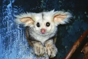 Hole Prints: Greater Glider - looking out of hollow East Australia