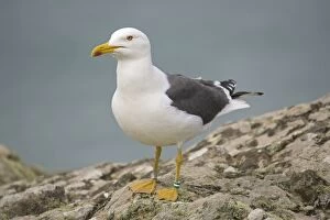 Images Dated 8th May 2008: Greater / Great black-backed gull