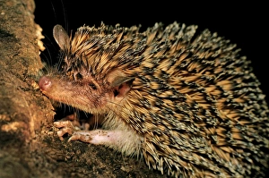 Greater Hedgehog Tenrec / Large Madagascar Hedgehog Greater Hedgehog Tenrec / Large Madagascar Hedgehog