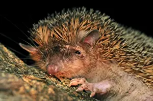 Greater Hedgehog Tenrec / Large Madagascar Hedgehog - Ankarana National Park - Northern Madagascar